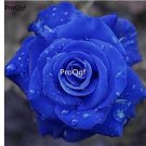 Prodgf 6000Pcs A Set devil blue color rose flower seed
