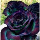 Prodgf 6000Pcs A Set green with purple edge rose flower seed