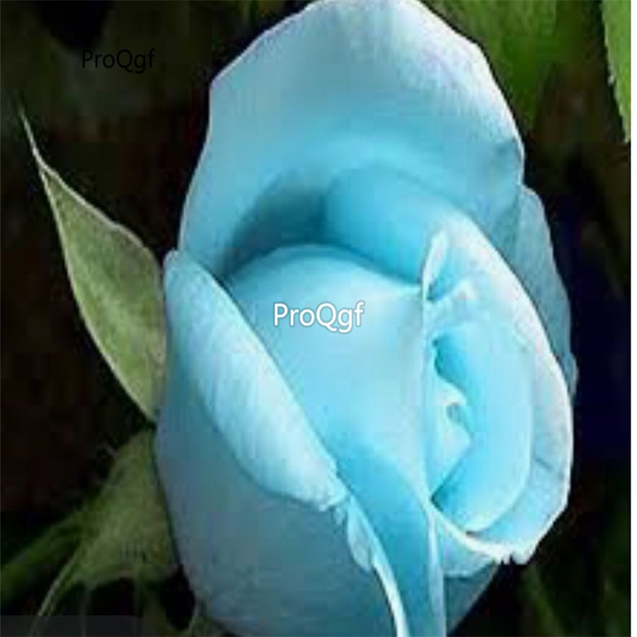 Prodgf 6000Pcs A Set paradise sky blue rose flower seed