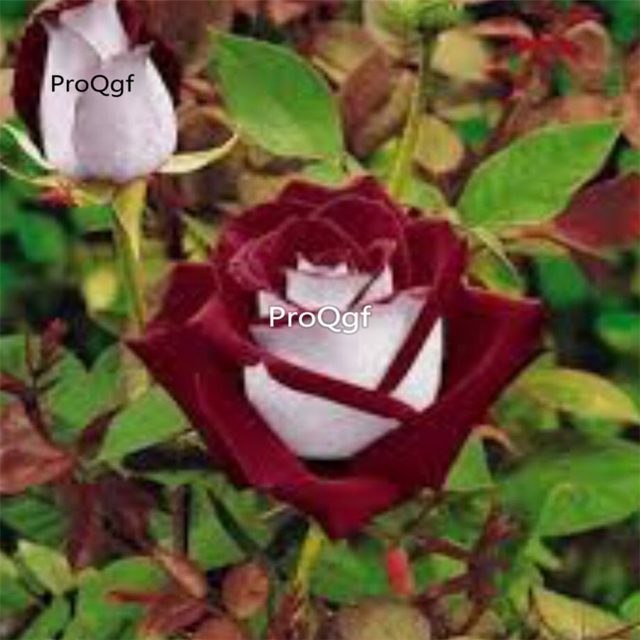 Prodgf 6000Pcs A Set white with dark red edge rose flower seed