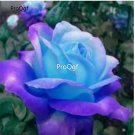 Prodgf 6000Pcs A Set angel blue purple rose flower seed