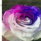 Prodgf 6000Pcs A Set white blue purple rose flower seed