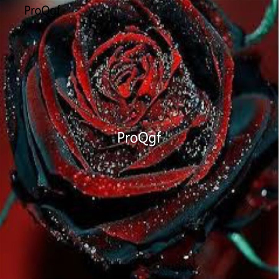 Prodgf 6000Pcs A Set dragon blood rose flower seed