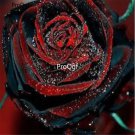 Prodgf 6000Pcs A Set dragon blood rose flower seed