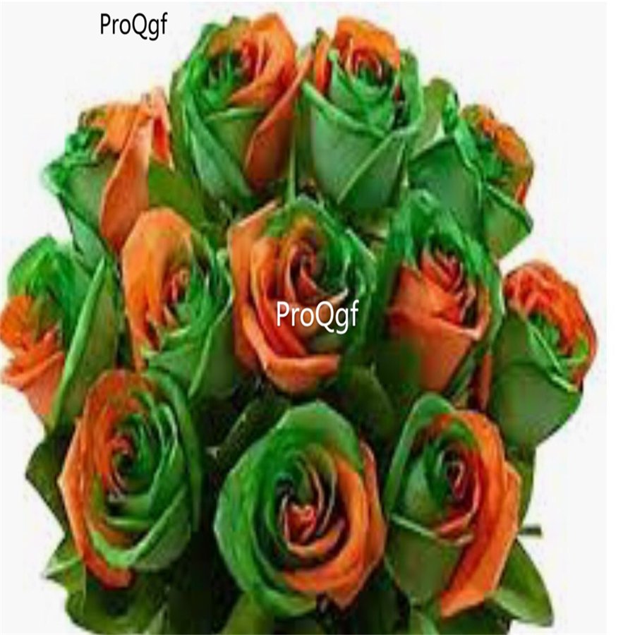 Prodgf 6000Pcs A Set futaba green orange rose flower seed