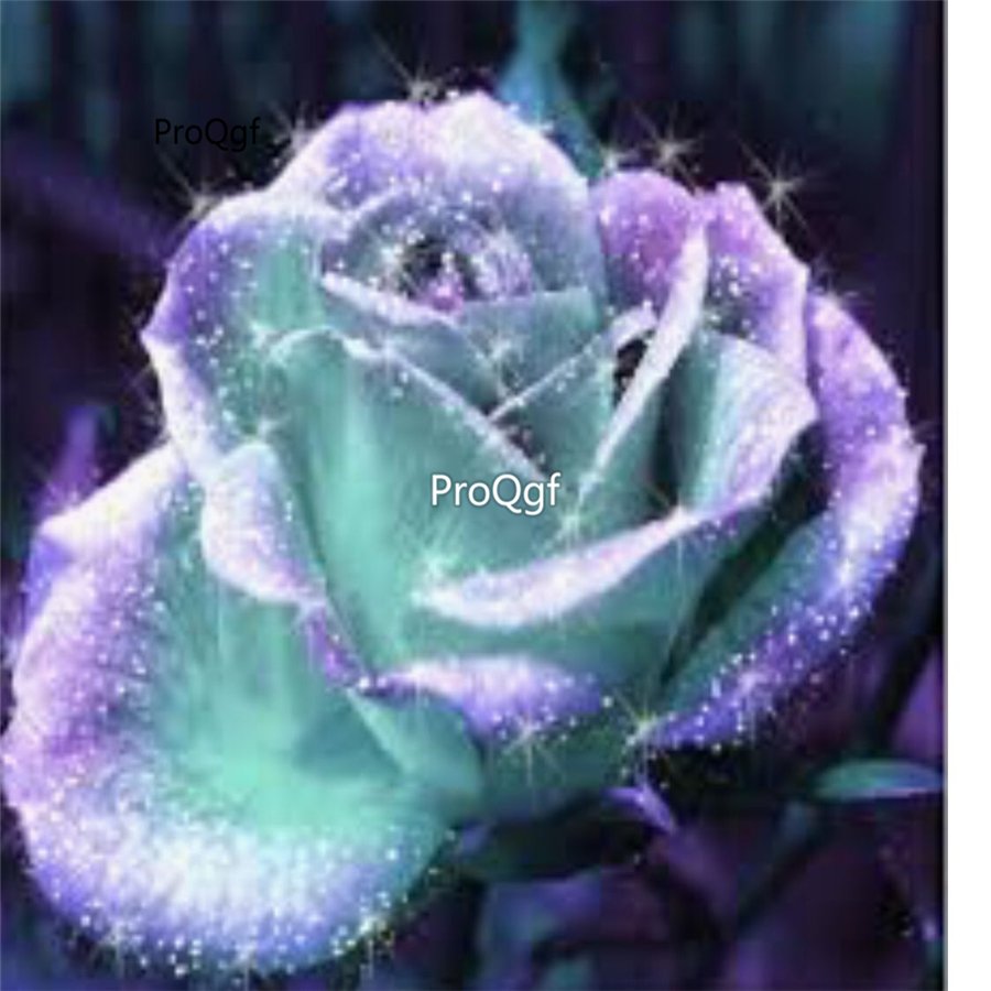 Prodgf 6000Pcs A Set light blue with purple edge rose flower seed