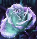 Prodgf 6000Pcs A Set light blue with purple edge rose flower seed