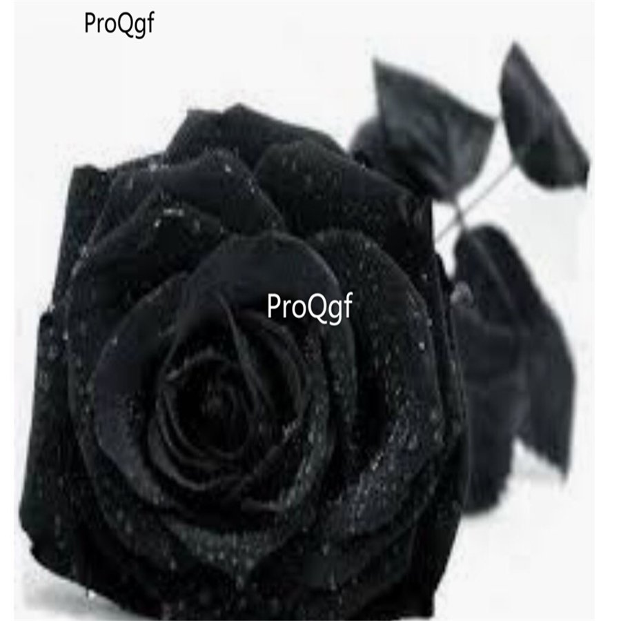 Prodgf 6000Pcs A Set pure black rose flower seed