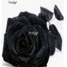 Prodgf 6000Pcs A Set pure black rose flower seed