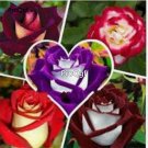 Prodgf 6000Pcs A Set osaria ruby rose flower seed