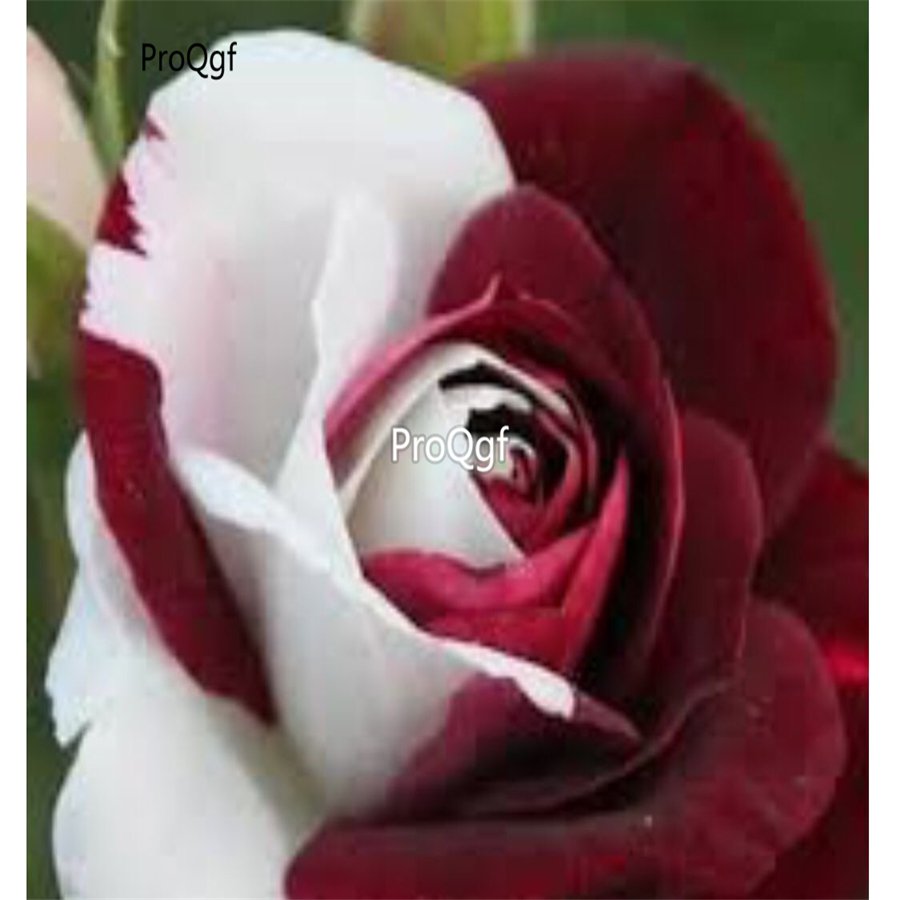 Prodgf 6000Pcs A Set White red ruby rose flower seed