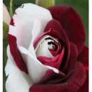 Prodgf 6000Pcs A Set White red ruby rose flower seed