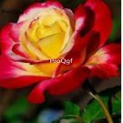 Prodgf 6000Pcs A Set gold with red edge rose flower seed