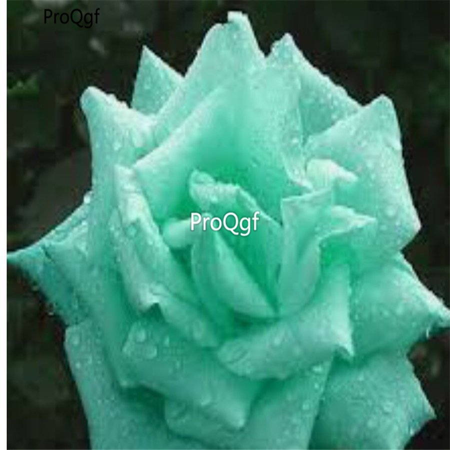 Prodgf 6000Pcs A Set spring green rose flower seed
