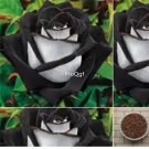 Prodgf 6000Pcs A Set white with black edge rose flower seed