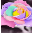 Prodgf 6000Pcs A Set angel rainbow rose flower seed