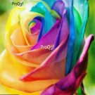 Prodgf 6000Pcs A Set holland rainbow rose flower seed