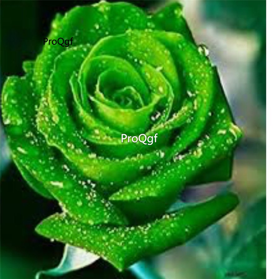 Prodgf 6000Pcs A Set paradise green rose flower seed