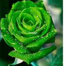 Prodgf 6000Pcs A Set paradise green rose flower seed