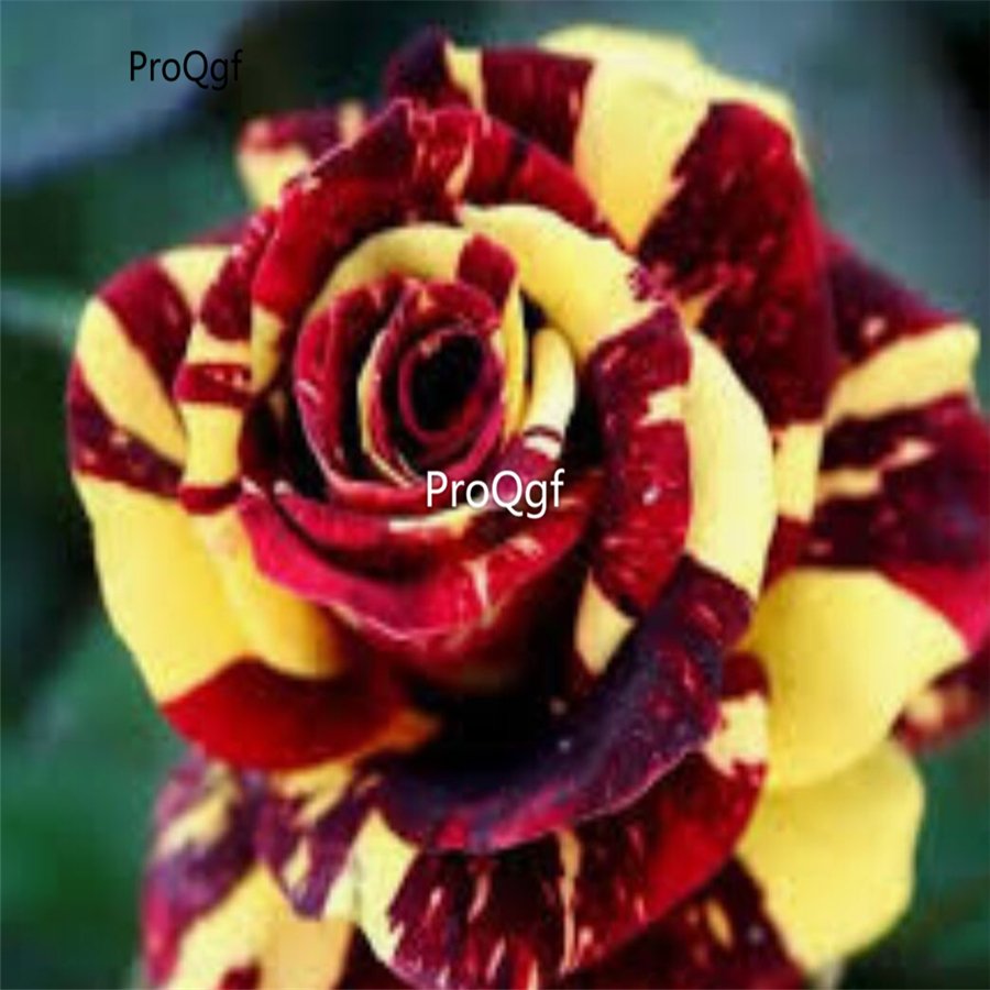 Prodgf 6000Pcs A Set yellow red stripe rose flower seed