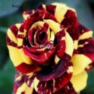 Prodgf 6000Pcs A Set yellow red stripe rose flower seed