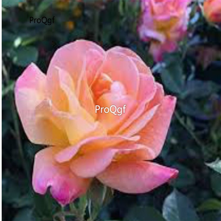 Prodgf 6000Pcs A Set pink champagne rose flower seed