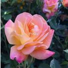 Prodgf 6000Pcs A Set pink champagne rose flower seed