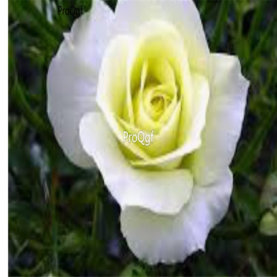 Prodgf 6000Pcs A Set spring green with white edge rose flower seed