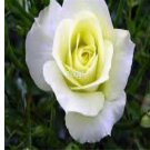 Prodgf 6000Pcs A Set spring green with white edge rose flower seed