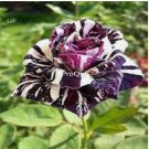 Prodgf 6000Pcs A Set white purple stripe dragon rose flower seed