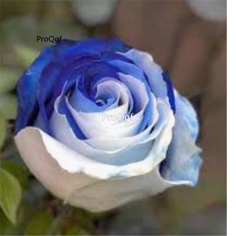 Prodgf 6000Pcs A Set white blue rose flower seed