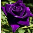 Prodgf 6000Pcs A Set velvet purple feel rose flower seed