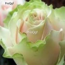 Prodgf 6000Pcs A Set pink with green edge rose flower seed