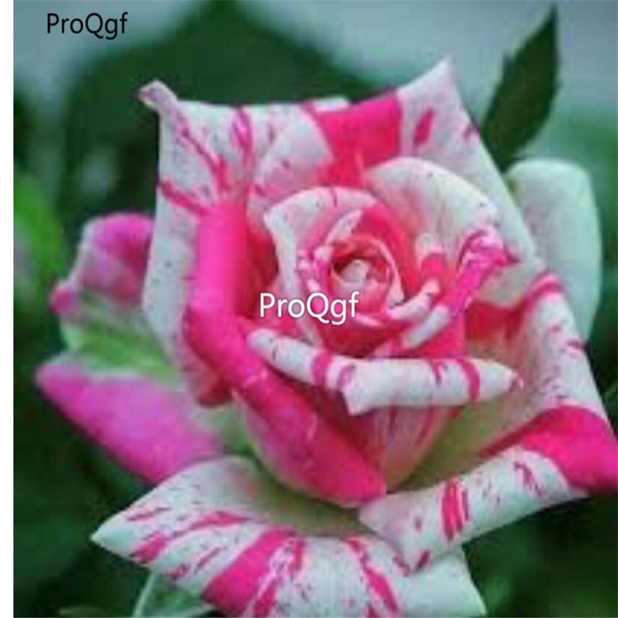 Prodgf 6000Pcs A Set dark pink white stripe rose flower seed