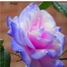 Prodgf 6000Pcs A Set stifling remorse rose flower seed