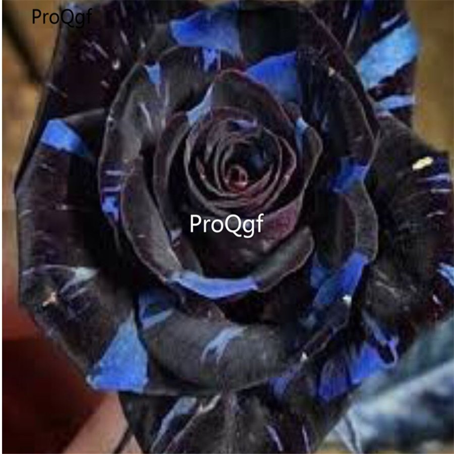Prodgf 6000Pcs A Set black blue stripe rose flower seed
