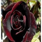 Prodgf 6000Pcs A Set red wine rose flower seed