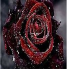 Prodgf 6000Pcs A Set true blood red rose flower seed