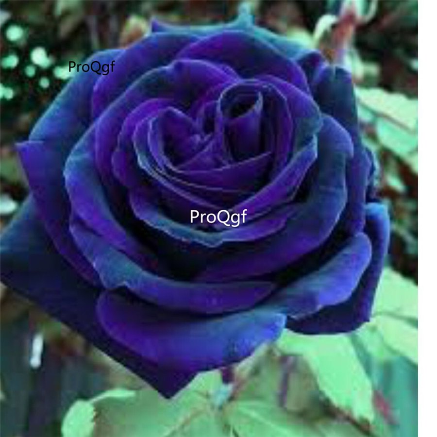 Prodgf 6000Pcs A Set velvet blue feel rose flower seed