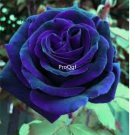Prodgf 6000Pcs A Set velvet blue feel rose flower seed