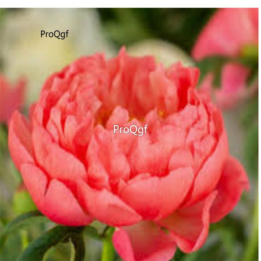 Prodgf 2000Pcs A Set coral sunset Paeonia peony flower seed