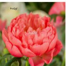 Prodgf 2000Pcs A Set coral sunset Paeonia peony flower seed