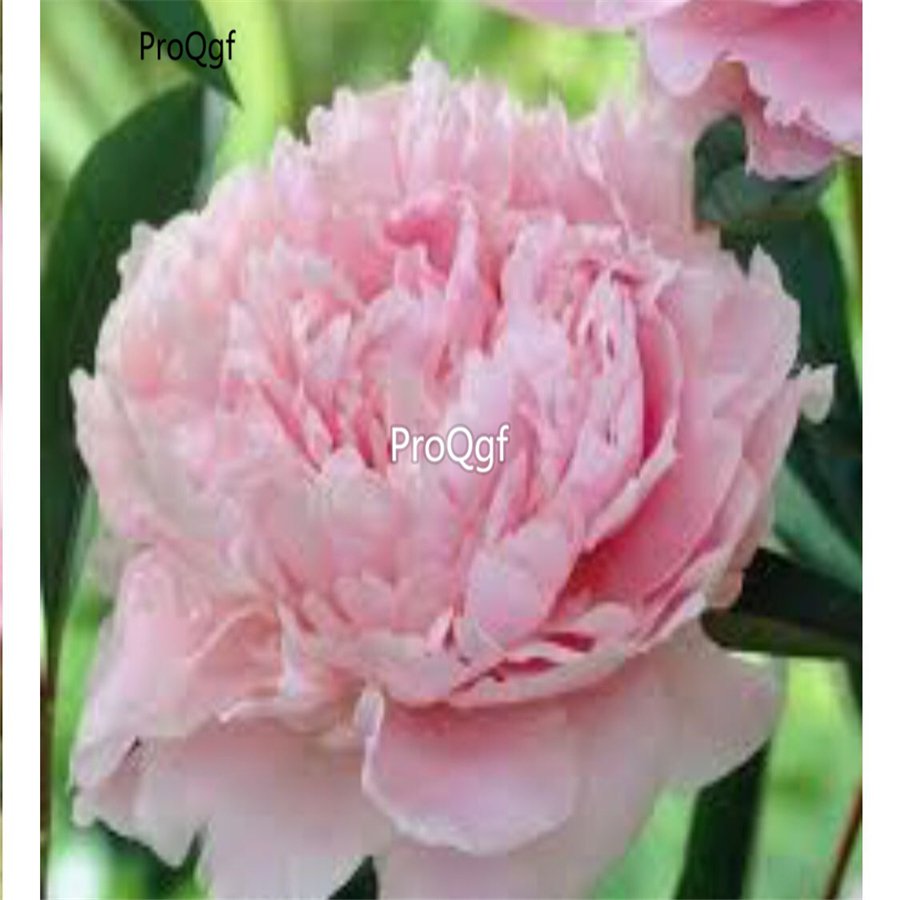 Prodgf 2000Pcs A Set lakes sacred pink Paeonia peony flower seed