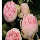 Prodgf 2000Pcs A Set jin ling pink Paeonia peony flower seed