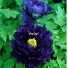 Prodgf 2000Pcs A Set dark devil blue Paeonia peony flower seed