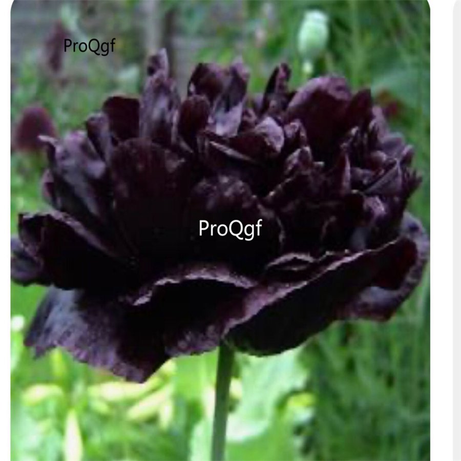 Prodgf 2000Pcs A Set dark rare purple Paeonia peony flower seed