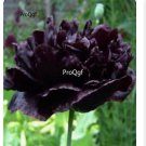Prodgf 2000Pcs A Set dark rare purple Paeonia peony flower seed