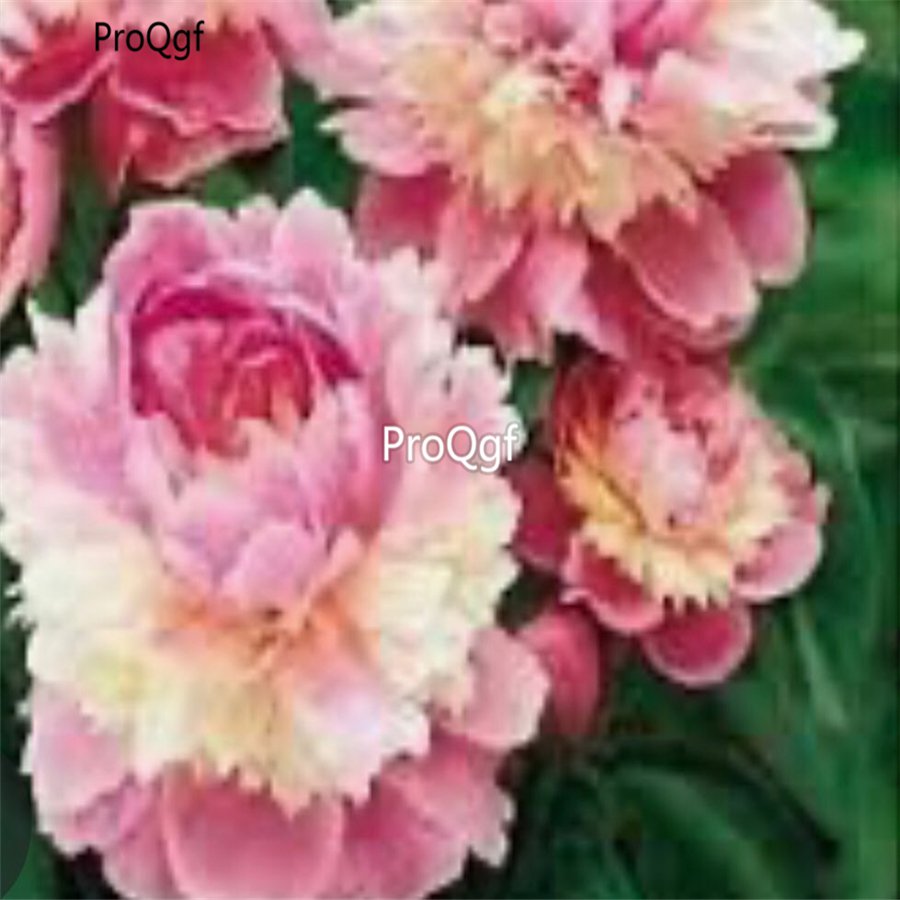 Prodgf 2000Pcs A Set sorbet robin Paeonia peony flower seed