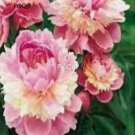 Prodgf 2000Pcs A Set sorbet robin Paeonia peony flower seed