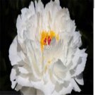 Prodgf 2000Pcs A Set pure white Paeonia peony flower seed